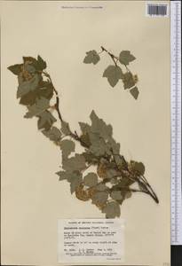 Physocarpus capitatus (Pursh) Kuntze, America (AMER) (Canada)