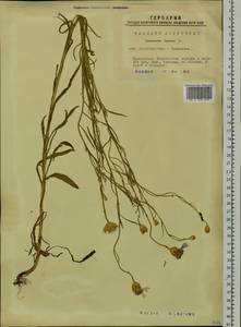 Centaurea cyanus L., Siberia, Western Siberia (S1) (Russia)