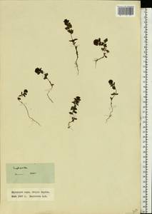 Euphrasia, Eastern Europe, Northern region (E1) (Russia)