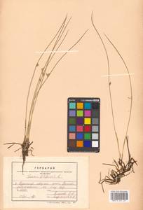 Juncus filiformis L., Siberia, Russian Far East (S6) (Russia)