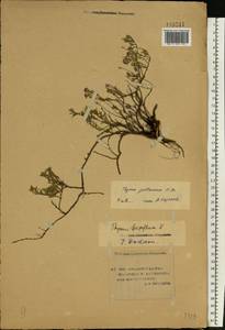 Thymus pallasianus Heinr.Braun, Eastern Europe, Lower Volga region (E9) (Russia)
