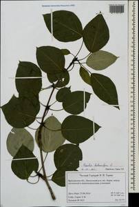 Populus balsamifera, Eastern Europe, Central forest region (E5) (Russia)