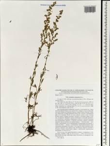 Artemisia pubescens Ledeb., Siberia, Central Siberia (S3) (Russia)