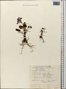 Primula amoena subsp. meyeri (Rupr.) Valentine & Lamond, Caucasus, Stavropol Krai, Karachay-Cherkessia & Kabardino-Balkaria (K1b) (Russia)