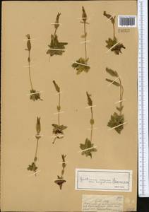 Gentiana uniflora Georgi, Middle Asia, Dzungarian Alatau & Tarbagatai (M5) (Kazakhstan)