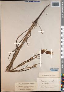 Tragopogon pratensis L., Siberia, Western Siberia (S1) (Russia)