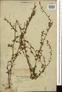 Polygonum aviculare L., Caucasus, Azerbaijan (K6) (Azerbaijan)