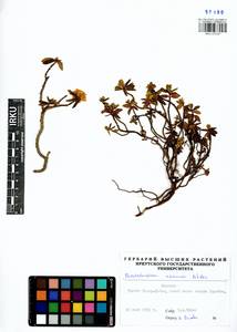 Rhododendron adamsii Rehder, Siberia, Baikal & Transbaikal region (S4) (Russia)