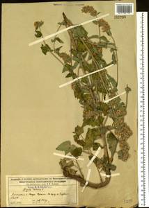 Nepeta cataria L., Eastern Europe, Volga-Kama region (E7) (Russia)