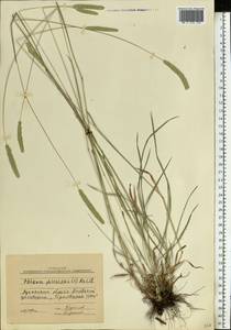 Phleum phleoides (L.) H.Karst., Eastern Europe, North Ukrainian region (E11) (Ukraine)