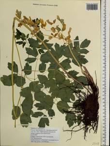 Thalictrum aquilegiifolium subsp. aquilegiifolium, Siberia, Chukotka & Kamchatka (S7) (Russia)