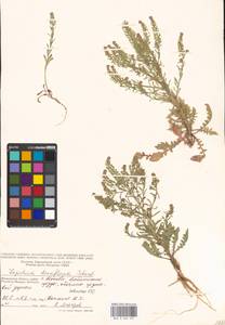 Lepidium densiflorum Schrad., Eastern Europe, Moscow region (E4a) (Russia)