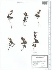 Corydalis, Middle Asia, Pamir & Pamiro-Alai (M2) (Uzbekistan)