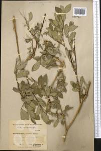 Salix iliensis Regel, Middle Asia, Pamir & Pamiro-Alai (M2) (Tajikistan)