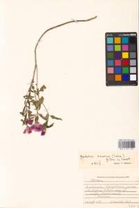 Clarkia amoena (Lehm.) A. Nelson & J. F. Macbr., Eastern Europe, Moscow region (E4a) (Russia)
