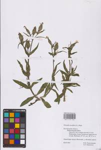 Silene noctiflora L., Eastern Europe, Central forest-and-steppe region (E6) (Russia)