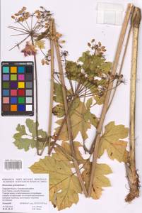 Heracleum sphondylium L., Eastern Europe, North-Western region (E2) (Russia)