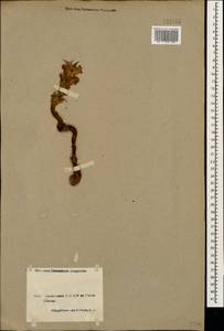 Orobanche, Caucasus, Armenia (K5) (Armenia)