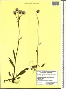Tephroseris integrifolia subsp. tundricola (Tolm.) B. Nord., Siberia, Central Siberia (S3) (Russia)