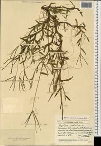 Digitaria sanguinalis (L.) Scop., Caucasus, Abkhazia (K4a) (Abkhazia)