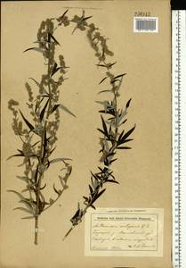 Artemisia vulgaris L., Eastern Europe, Belarus (E3a) (Belarus)