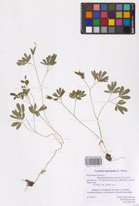 Corydalis intermedia (L.) Mérat, Eastern Europe, Central region (E4) (Russia)
