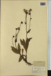 Hieracium villosum Jacq., Western Europe (EUR) (Germany)