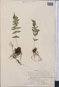 Cystopteris fragilis (L.) Bernh., Middle Asia, Northern & Central Tian Shan (M4) (Kyrgyzstan)