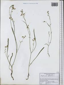 Bupleurum falcatum L., Western Europe (EUR) (Italy)