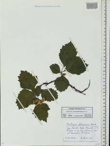 Crataegus chlorosarca Maxim., Eastern Europe, Moscow region (E4a) (Russia)