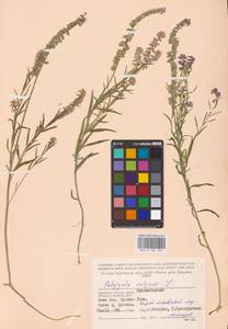 Polygala vulgaris L., Eastern Europe, Western region (E3) (Russia)