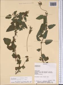 Glandularia peruviana (L.) Small, America (AMER) (Paraguay)