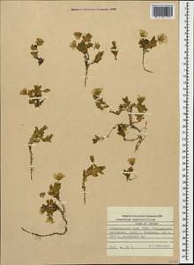 Cerastium undulatifolium Somm. & Levier, Caucasus, Stavropol Krai, Karachay-Cherkessia & Kabardino-Balkaria (K1b) (Russia)