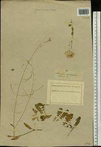 Arabidopsis arenosa subsp. arenosa, Eastern Europe, South Ukrainian region (E12) (Ukraine)