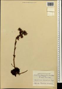 Sempervivum caucasicum Rupr. ex Boiss., Caucasus, Azerbaijan (K6) (Azerbaijan)