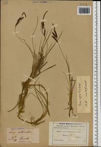 Carex nigra (L.) Reichard, Eastern Europe, North-Western region (E2) (Russia)