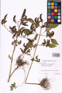 MHA 0 158 503, Elsholtzia ciliata (Thunb.) Hyl., Eastern Europe, Central region (E4) (Russia)