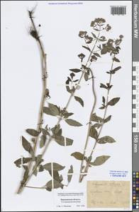 Origanum vulgare L., Eastern Europe, Central forest-and-steppe region (E6) (Russia)