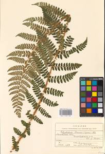 Polystichum braunii (Spenn.) Fée, Eastern Europe, Moscow region (E4a) (Russia)