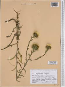 Carlina biebersteinii subsp. brevibracteata (Andrae) K. Werner, Western Europe (EUR) (Poland)