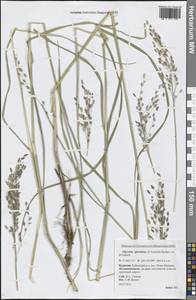 Glyceria spiculosa (F.Schmidt) Roshev. ex B.Fedtsch., Siberia, Baikal & Transbaikal region (S4) (Russia)