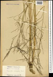 Puccinellia distans (Jacq.) Parl., Caucasus, Armenia (K5) (Armenia)