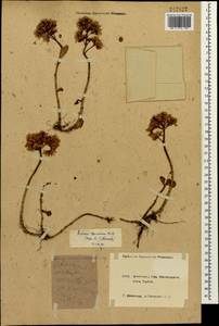 Phedimus spurius subsp. spurius, Caucasus, Krasnodar Krai & Adygea (K1a) (Russia)