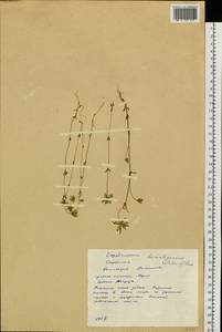 Lomatogonium rotatum (L.) Fr. ex Fernald, Siberia, Yakutia (S5) (Russia)