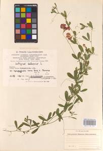 Lathyrus tuberosus L., Eastern Europe, West Ukrainian region (E13) (Ukraine)