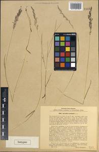 Agrostis stolonifera L., South Asia, South Asia (Asia outside ex-Soviet states and Mongolia) (ASIA) (Turkey)