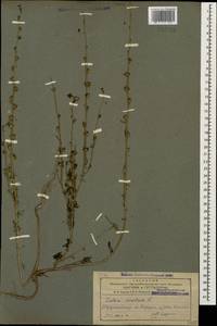 Verbascum orientale (L.) All., Caucasus, Azerbaijan (K6) (Azerbaijan)