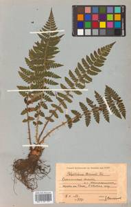 Polystichum braunii (Spenn.) Fée, Siberia, Russian Far East (S6) (Russia)