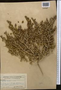 Climacoptera lanata (Pall.) Botsch., Middle Asia, Caspian Ustyurt & Northern Aralia (M8) (Kazakhstan)