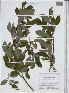 Salix abscondita Laksch., Siberia, Baikal & Transbaikal region (S4) (Russia)